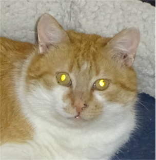 Tony