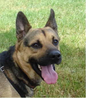 Chico