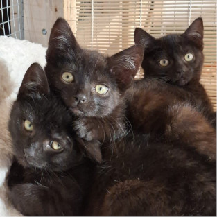 Carlo, Caruso + Charlotta