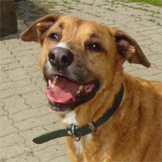 Aiko