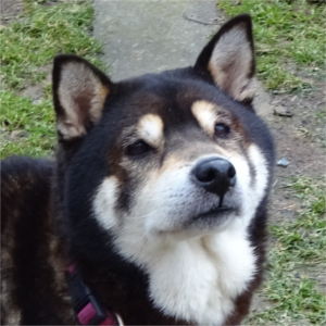 Aki