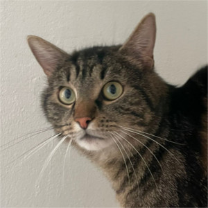 Alfons sucht Bengalen-Fans