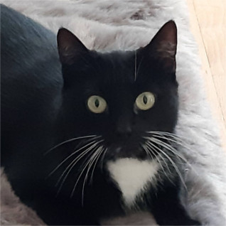 Amy – sucht dringend neues Zuhause (Vermittlungshilfe)