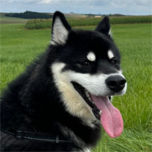 Ares