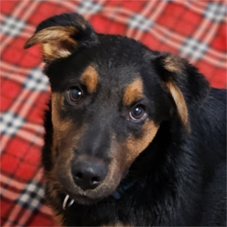 Arthur (Vermittlungshilfe)