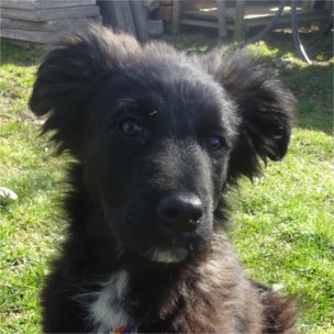Balu
