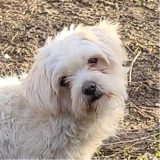 Benji