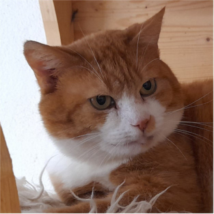 Bruno