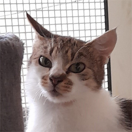 Cora