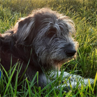Daisy reserviert