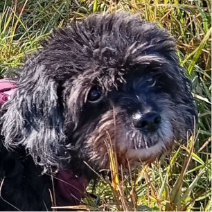 Doris – Palliativplatz gesucht