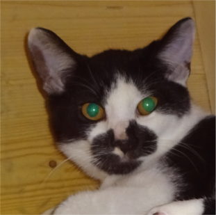 Filemon
