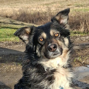 Frodo
