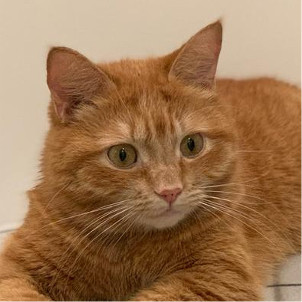 Ginger
