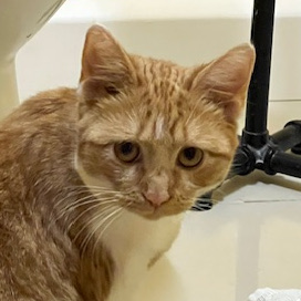 Ginger