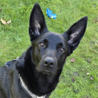 Hailey – Vermittlungshilfe