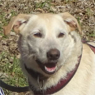 Kaya