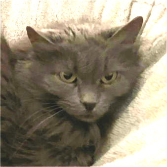 Kiti