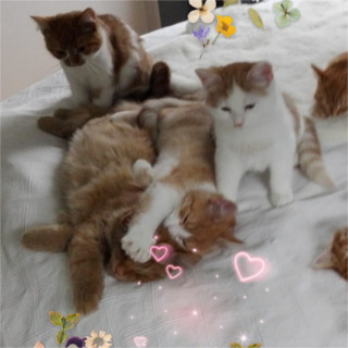 Kitten
