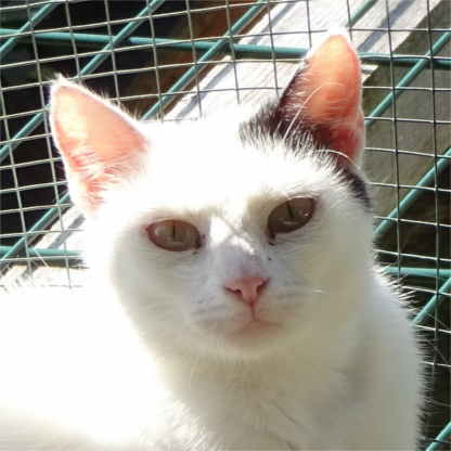 Kira