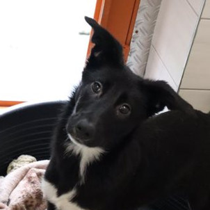 Laika