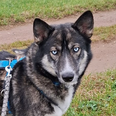 Leila