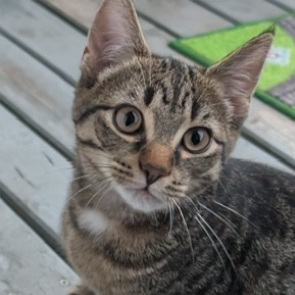 Leo