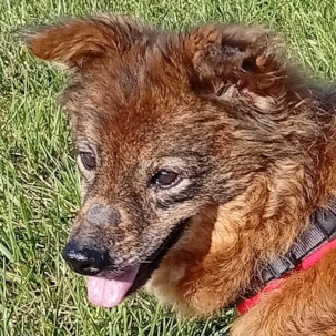 Linda – unsere kleine tapfere Seniorin