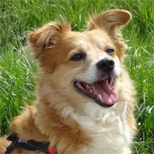 Luna – Palliativplatz gesucht
