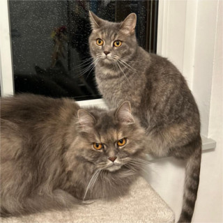 Luna + Trixie
