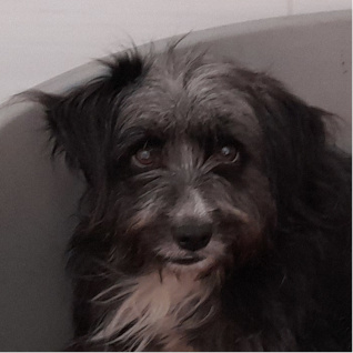 Maggie