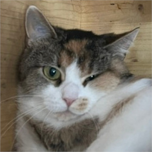 Mara