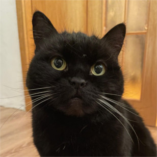 Mausi