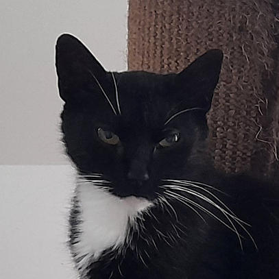 Mausi