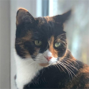 Maya