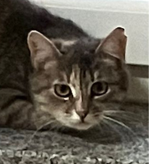 Mimi