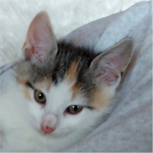 Missy