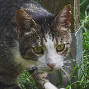 Mogli