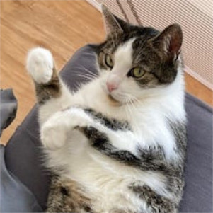 Mogli