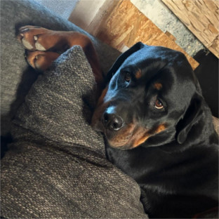 Rotti-Fans gesucht – Vermittlungshilfe
