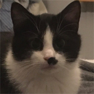 Moris