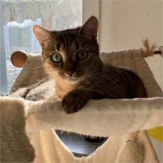 Nala
