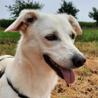 Nala