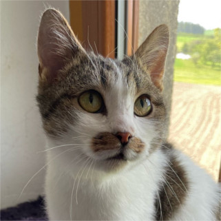 Nord sucht seine Katzenfans