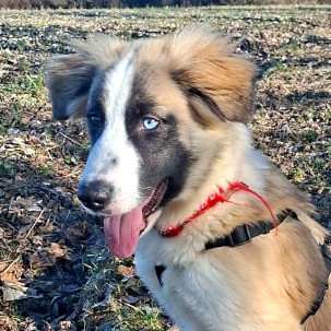 Nova
