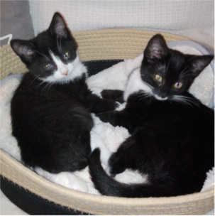 Odin + Alea