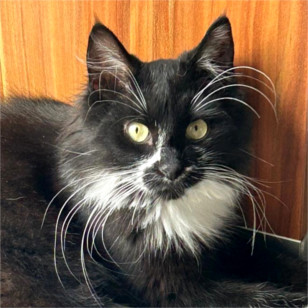 Oscar