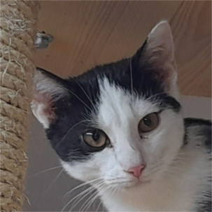 Puszek