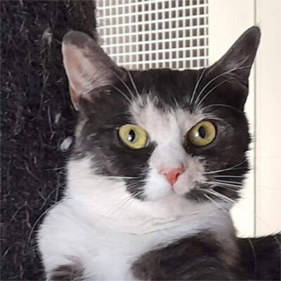 Raja