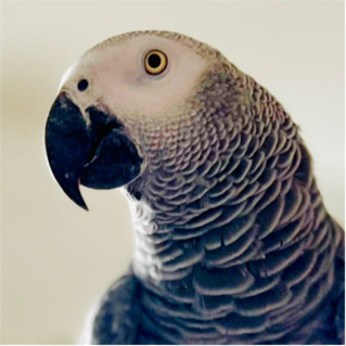 Roco